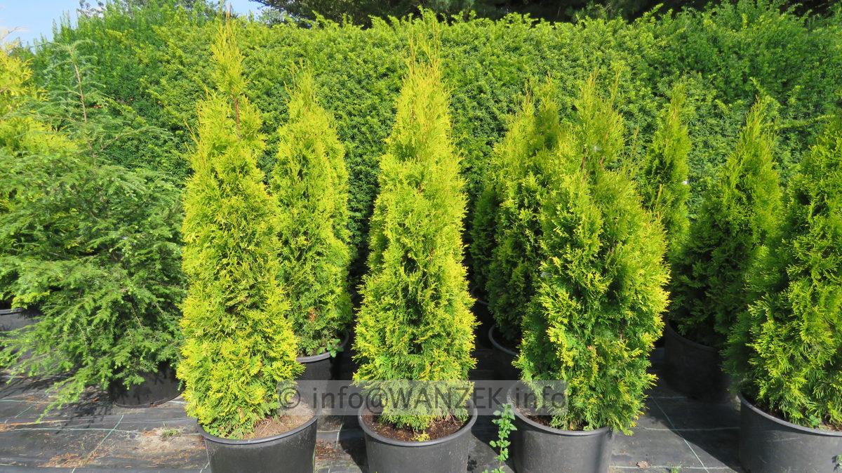 Thuja occidentalis Golden Smaragd links, rechts Goldy.JPG